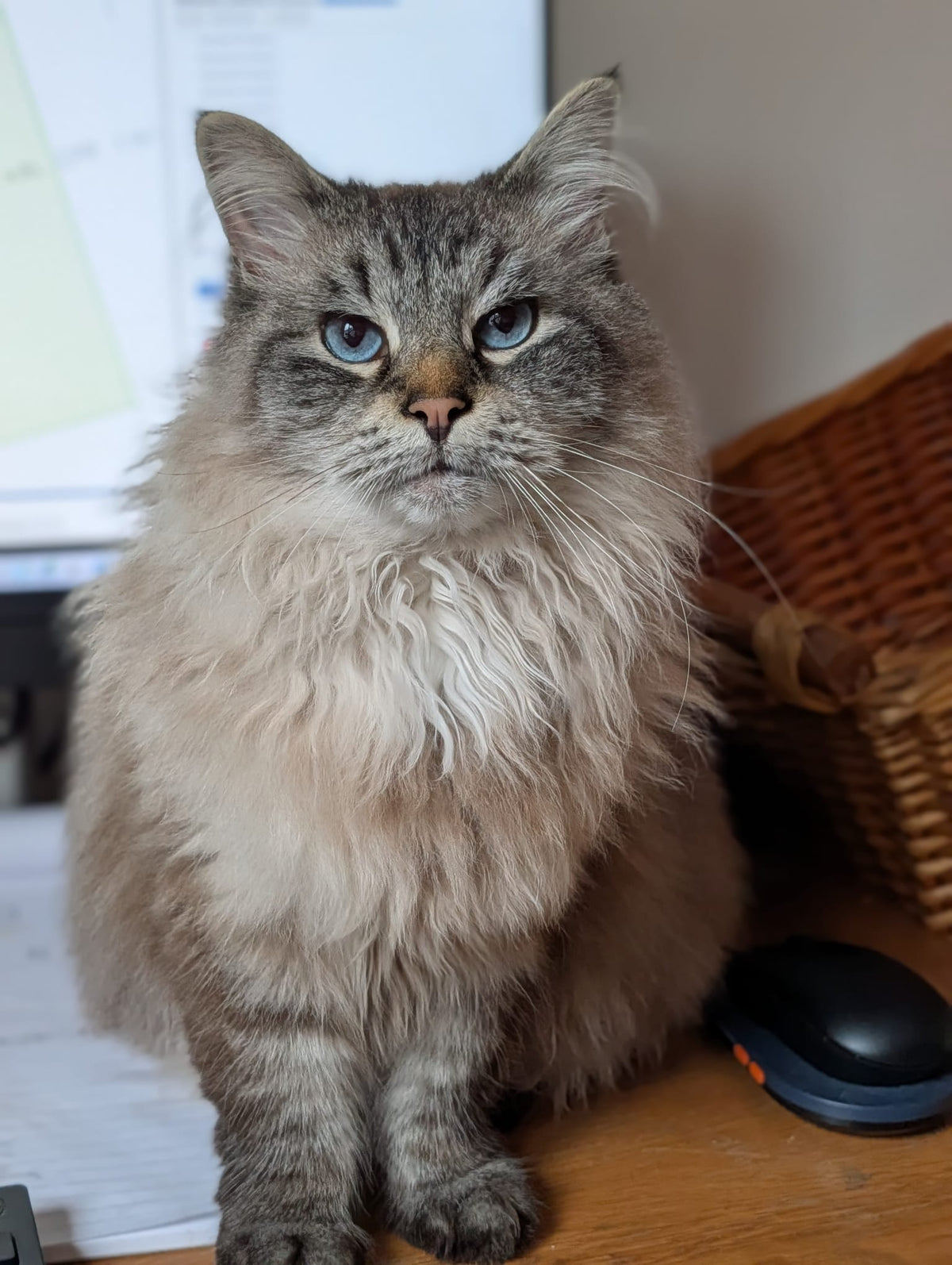Original photograph of Mr. Darcy, a long-haired tabby cat with blue eyes, used to create his Drawing Portrait