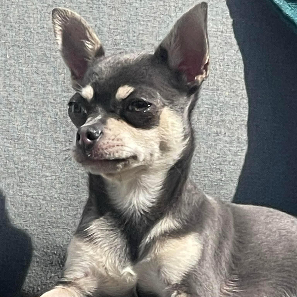 Original photograph of the Chihuahua used for the Classic Portrait