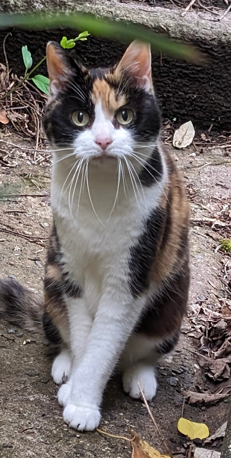 Original phone photo of a calico cat used as the portrait reference